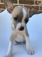 Blue Fawn , a female French Bulldog and Chihuahua for sale in Jonesboro, AR – 2 of 3