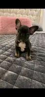 Black Tan , a male French Bulldog for sale in Cardwell, MO – 1 of 3
