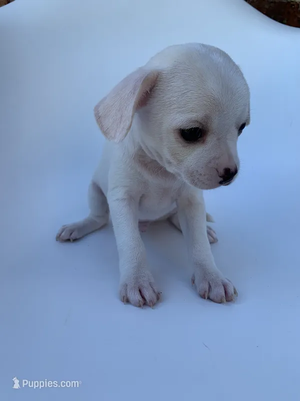 White  – French Bulldog, Chihuahua puppy for sale in Jonesboro, AR