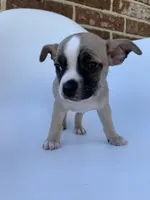 Tri Color , a male French Bulldog and Chihuahua for sale in Jonesboro, AR – 2 of 3
