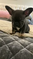 Black Tan *Weekend Sale*, a male French Bulldog for sale in Brookland, AR – 1 of 3