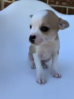 Tan White , a male French Bulldog and Chihuahua for sale in Jonesboro, AR – 2 of 3