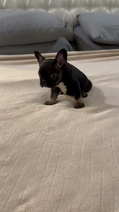 Black Tan *Weekend Sale*, a male French Bulldog for sale in Brookland, AR – 3 of 3