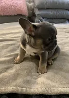 Blue Tan , a male French Bulldog for sale in Brookland, AR – 2 of 2