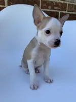 Tan White , a male French Bulldog and Chihuahua for sale in Jonesboro, AR – 3 of 3