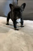 Black Tan , a male French Bulldog for sale in Brookland, AR – 1 of 2