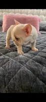 White Tan, a male French Bulldog for sale in Cardwell, MO – 4 of 4