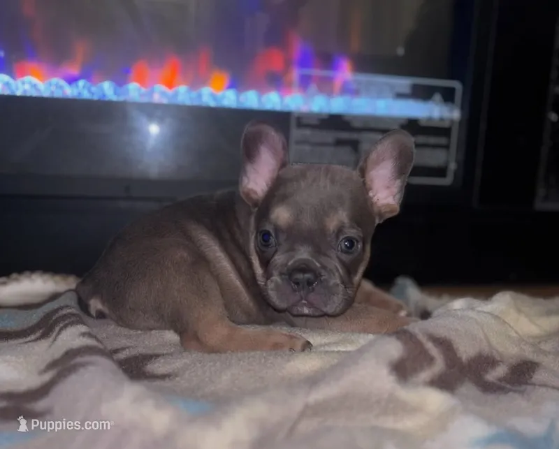 Yoda 💚 – French Bulldog puppy for sale in Orlando, FL