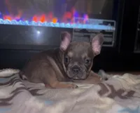 Yoda 💚, a male French Bulldog for sale in Orlando, FL – 1 of 1