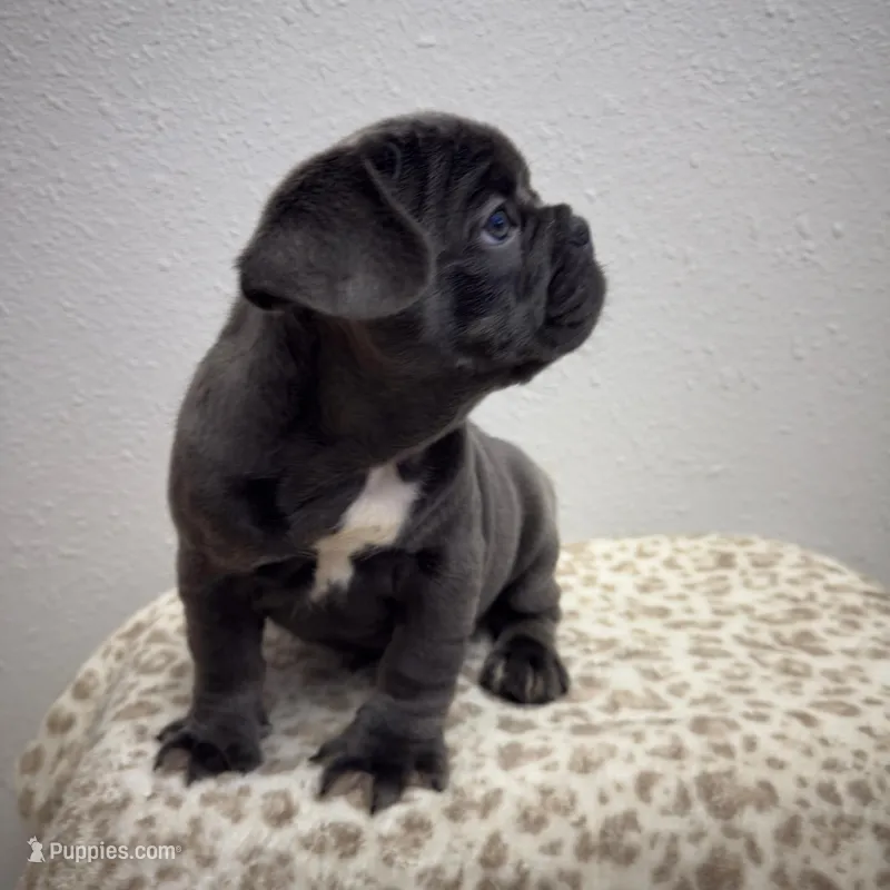Onyx 💙 – French Bulldog puppy for sale in Orlando, FL