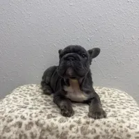 Wooly 💙, a male French Bulldog for sale in Orlando, FL – 3 of 4