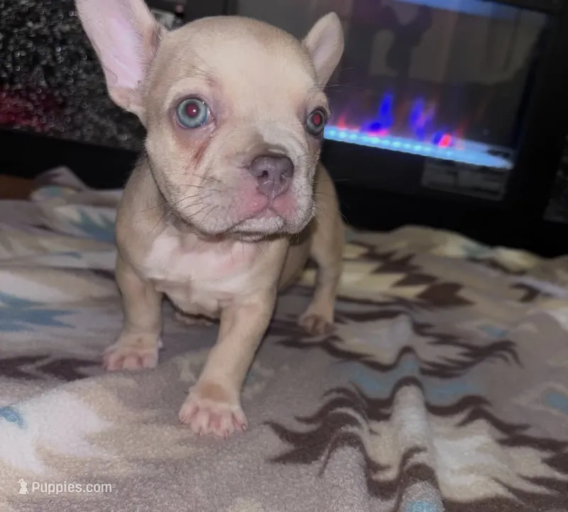 Sexy Red ❤️ – French Bulldog puppy for sale in Orlando, FL