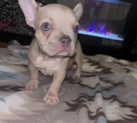 Sexy Red ❤️, a female French Bulldog for sale in Orlando, FL – 1 of 1