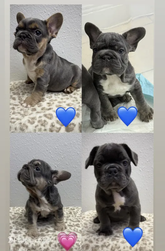 Frenchies, a male French Bulldog for sale in Orlando, FL – 1 of 2