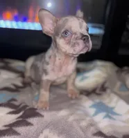 Stewie 💙, a male French Bulldog for sale in Orlando, FL – 2 of 2
