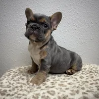 Fuzzy 💙, a male French Bulldog for sale in Orlando, FL – 2 of 3