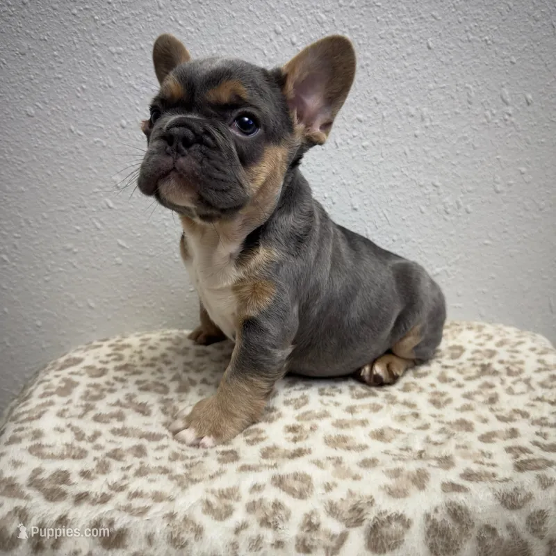 Fuzzy 💙 – French Bulldog puppy for sale in Orlando, FL