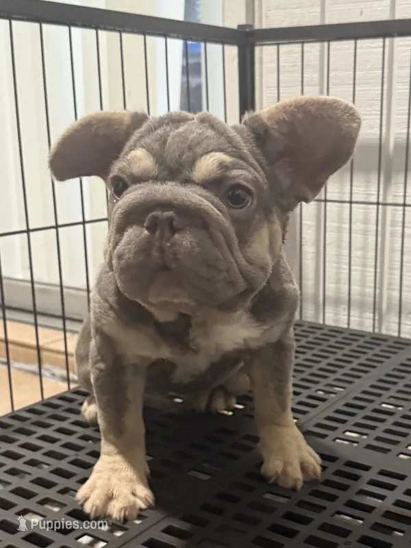 Fiona 🌸 – French Bulldog puppy for sale in Orlando, FL