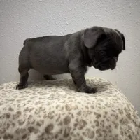 Onyx 💙, a male French Bulldog for sale in Orlando, FL – 3 of 4
