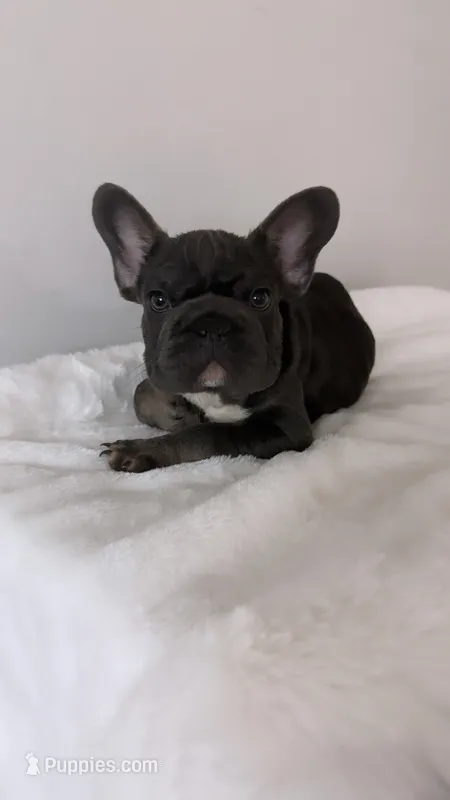 Wooly 💙 – French Bulldog puppy for sale in Orlando, FL