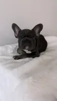 Wooly 💙, a male French Bulldog for sale in Orlando, FL – 1 of 7