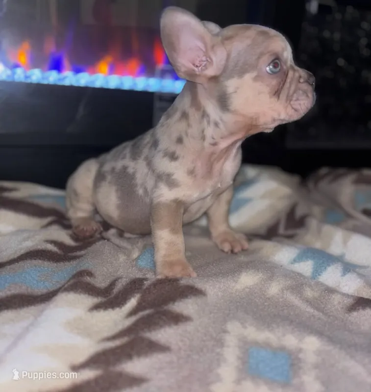 Stewie 💙 – French Bulldog puppy for sale in Orlando, FL
