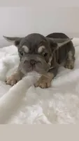 Fiona 🌸, a female French Bulldog for sale in Orlando, FL – 2 of 6