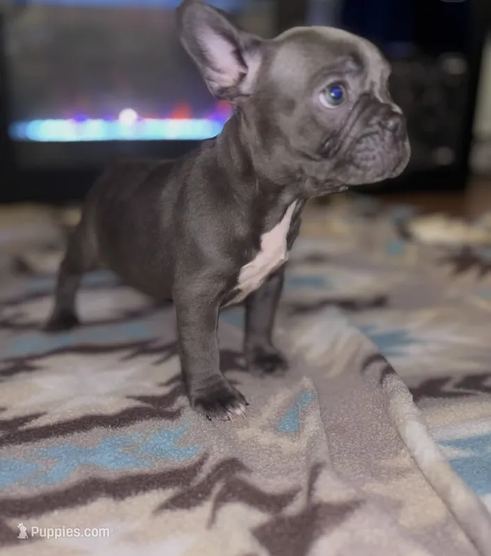 Yuri 💖 – French Bulldog puppy for sale in Orlando, FL