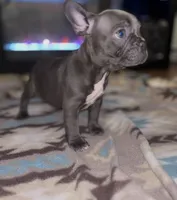 Yuri 💖, a female French Bulldog for sale in Orlando, FL – 1 of 1
