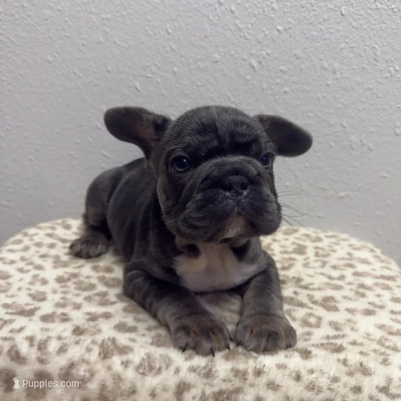 Wooly 💙 – French Bulldog puppy for sale in Orlando, FL
