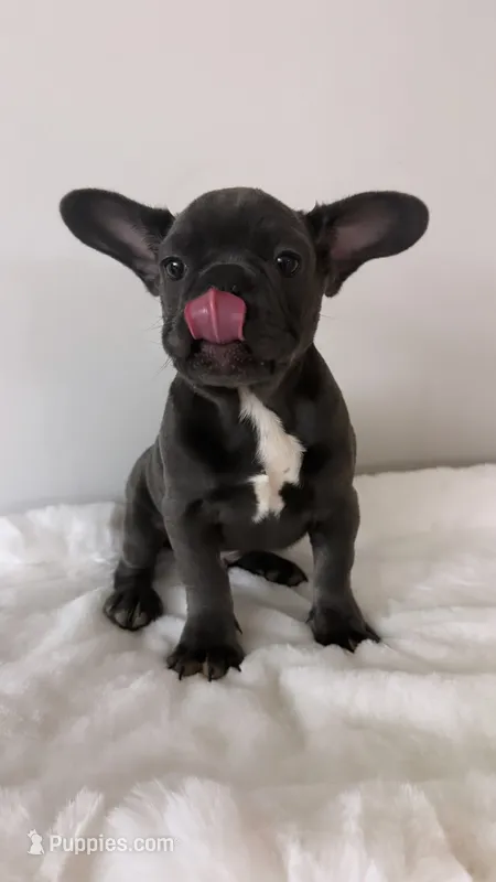 Onyx 💙 – French Bulldog puppy for sale in Orlando, FL