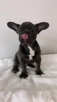 Onyx 💙, a male French Bulldog for sale in Orlando, FL – 1 of 7