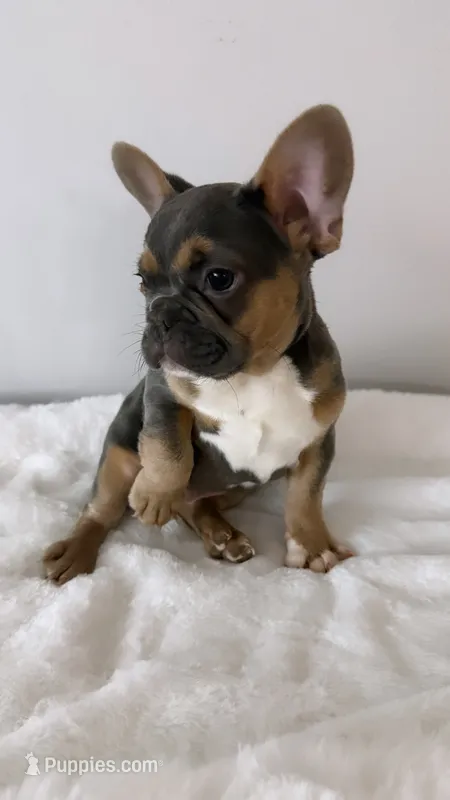 Fuzzy 💙 – French Bulldog puppy for sale in Orlando, FL