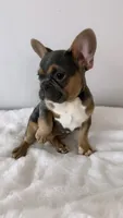 Fuzzy 💙, a male French Bulldog for sale in Orlando, FL – 1 of 6