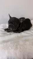 Wooly 💙, a male French Bulldog for sale in Orlando, FL – 2 of 7