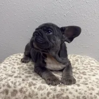 Wooly 💙, a male French Bulldog for sale in Orlando, FL – 2 of 4