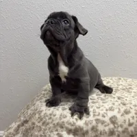 Onyx 💙, a male French Bulldog for sale in Orlando, FL – 4 of 4