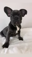 Onyx 💙, a male French Bulldog for sale in Orlando, FL – 2 of 7