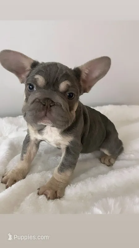 Fiona 🌸 – French Bulldog puppy for sale in Orlando, FL