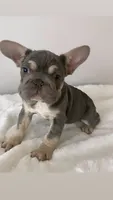 Fiona 🌸, a female French Bulldog for sale in Orlando, FL – 1 of 6