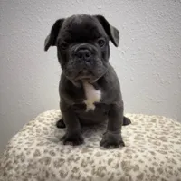 Onyx 💙, a male French Bulldog for sale in Orlando, FL – 2 of 4