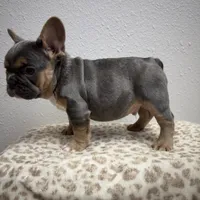 Fuzzy 💙, a male French Bulldog for sale in Orlando, FL – 3 of 3