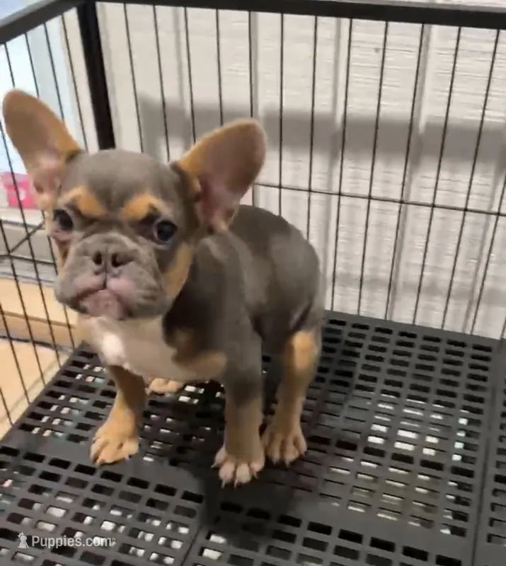 Fuzzy 💙 – French Bulldog puppy for sale in Orlando, FL