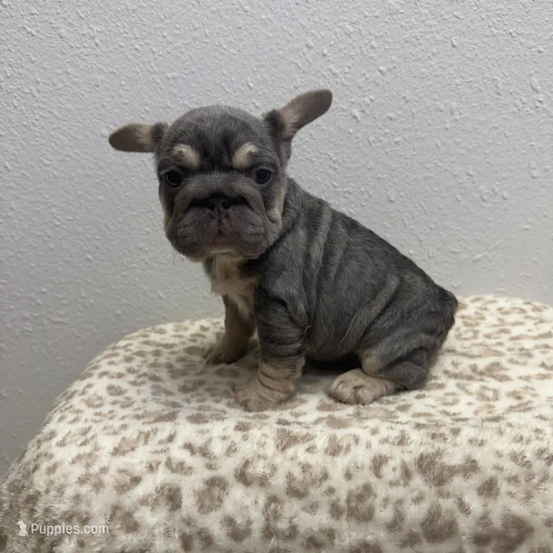 Fiona 🌸 – French Bulldog puppy for sale in Orlando, FL