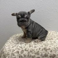 Fiona 🌸, a female French Bulldog for sale in Orlando, FL – 1 of 3