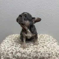 Fiona 🌸, a female French Bulldog for sale in Orlando, FL – 2 of 3