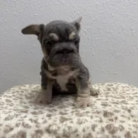 Fiona 🌸, a female French Bulldog for sale in Orlando, FL – 3 of 3