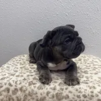 Wooly 💙, a male French Bulldog for sale in Orlando, FL – 4 of 4