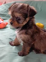 Cocoa Puff , a male Yorkshire Terrier for sale in Plainfield, WI – Photo 3 of 9