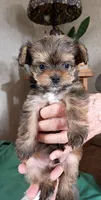 Cocoa Puff , a male Yorkshire Terrier for sale in Plainfield, WI – Photo 2 of 9
